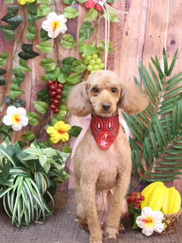 20230819マロンちゃん